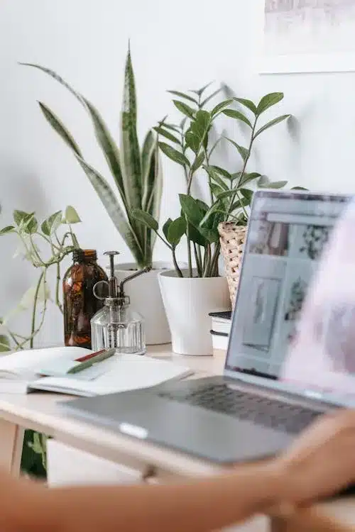 Small desk plant being tended to during workspace self-care break